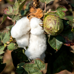Cotton