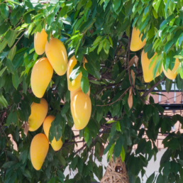 Mangoes